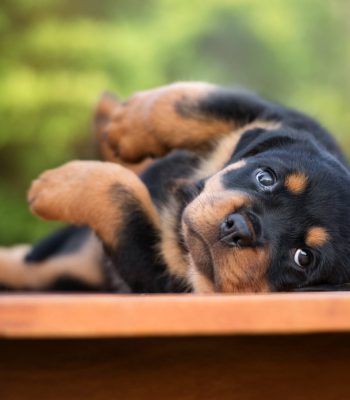 3445649-2560x1708-desktop-hd-rottweiler-puppy-background-image