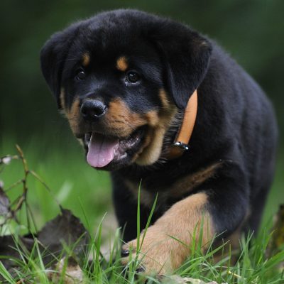 3445670-2820x1788-desktop-hd-rottweiler-puppy-wallpaper-image